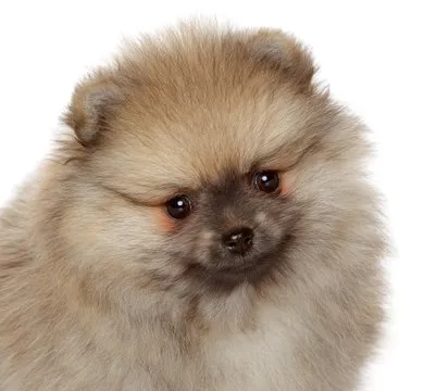 澳洲幸运8 App 界面